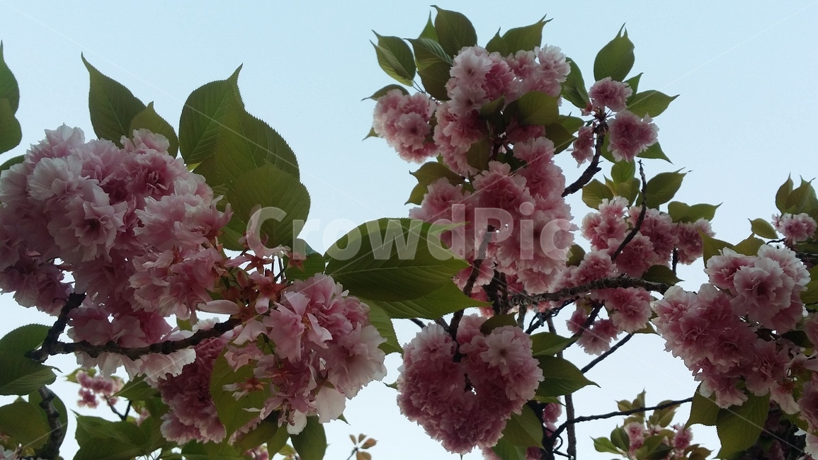 cherryblossoms,벗꽃,봄,벗꽃나무,flower,나무,체리블라섬,봄,계절,spring,season,식물,자연,plants,nature,꽃,flower,plant,blossom