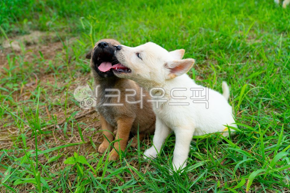 개,동물,강아지,귀여운,뽀시래기,애완동물,pet,animal,mammal,plant,dog,이쁜강아지,동물,animal,포유류,mammal,개,강아지,dog,doggy