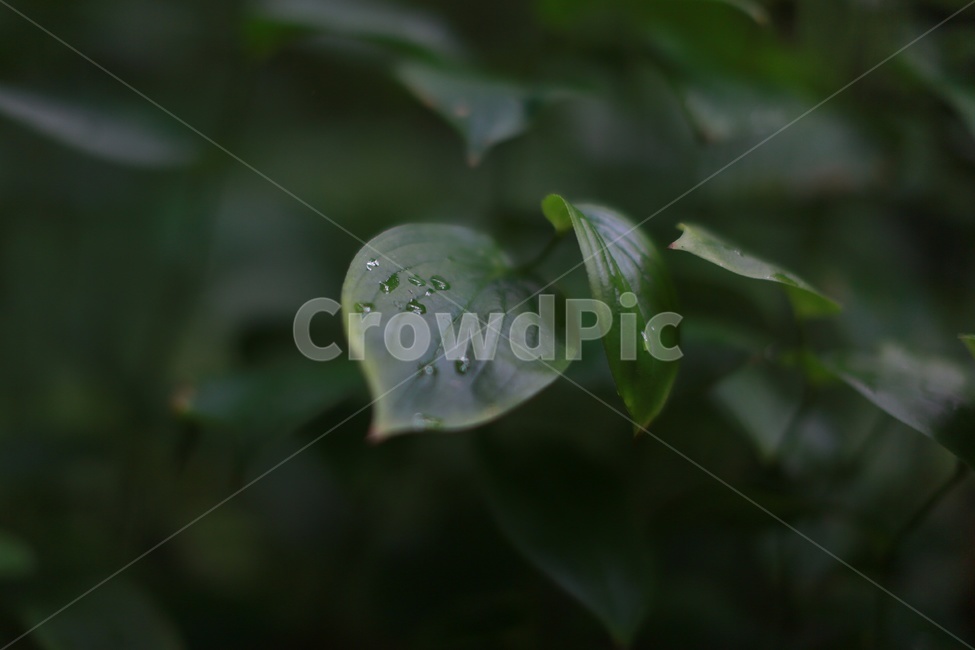 잎,푸른색,식물,나뭇잎,감성사진,식물,자연,plants,nature