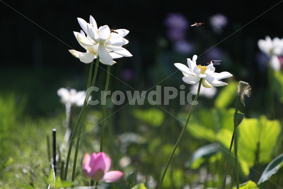 하동,진교,백련지,연꽃,꽃잎,꽃,자연,식물,자연,plants,nature,꽃,flower