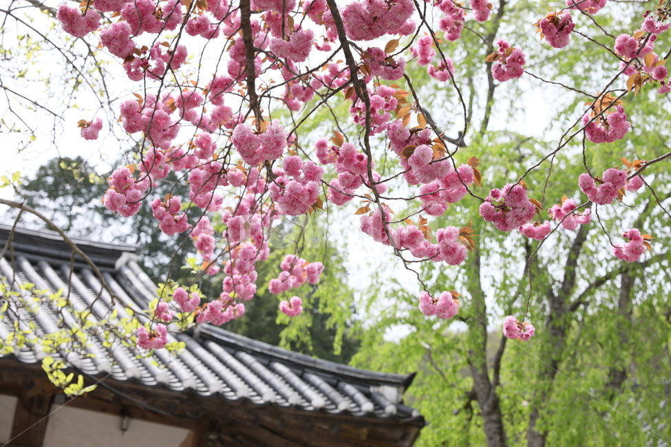 순천,선암사,만첩왕벚,겹벚꽃,벚꽃,사찰,꽃,봄,계절,spring,season,한국전통,한국문화,korean traditional,korean culture,식물,자연,plants,nature,꽃,flower,plant