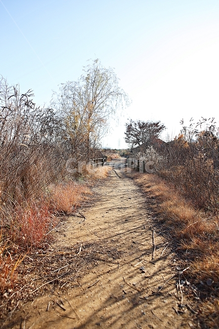 소래습지생태공원,오솔길,산책로,갈대,억새,식물,자연,풍경,가을,자연,풍경,nature,landscape