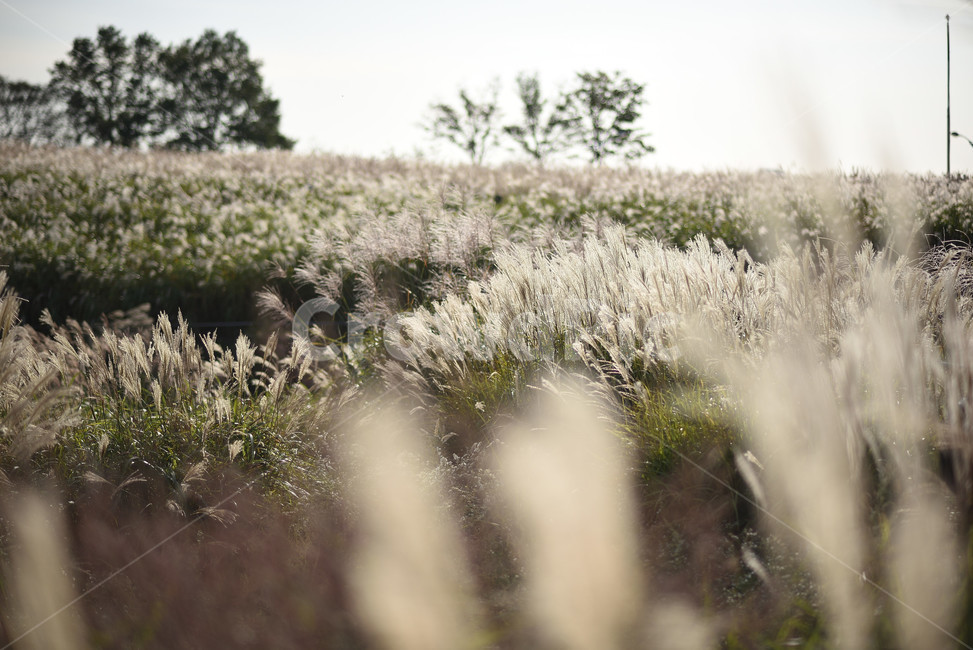 억새,식물,자연,풍경,갈대,가을,계절,fall,autumn,season,자연,풍경,nature,landscape,식물,plants,plant,grass,잔디