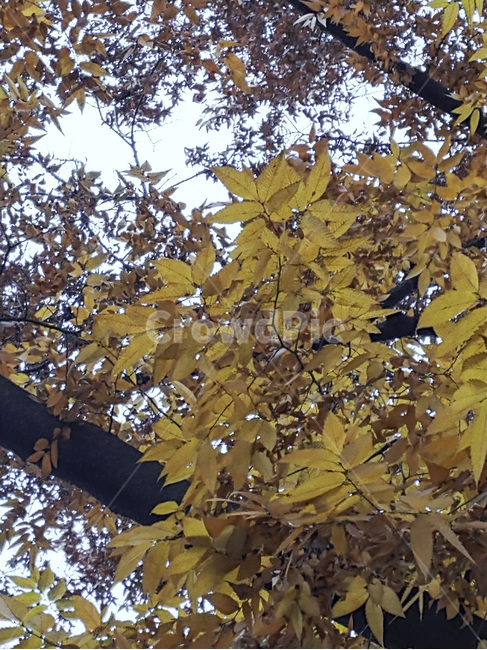 tree,나무,plant,식물,leaf,잎,낙엽,가을,계절,fall,autumn,season,식물,자연,plants,nature