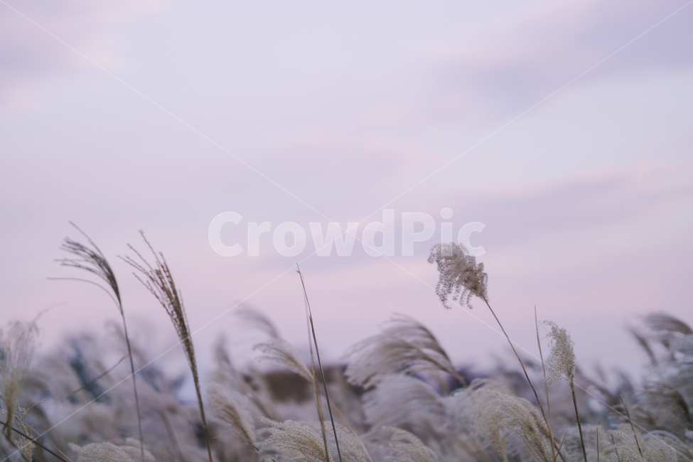 nature,자연,outdoors,옥외,갈대,풍경,plant,식물,reed