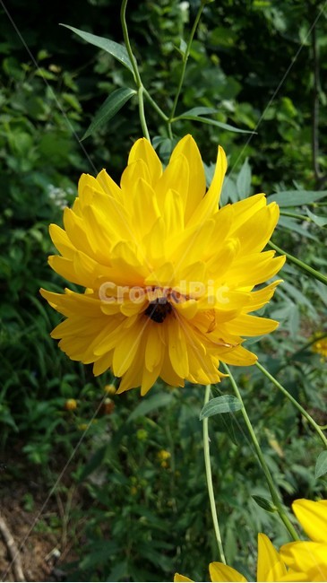 식물,plant,꽃,flower,국화,식물,자연,plants,nature,꽃,flower