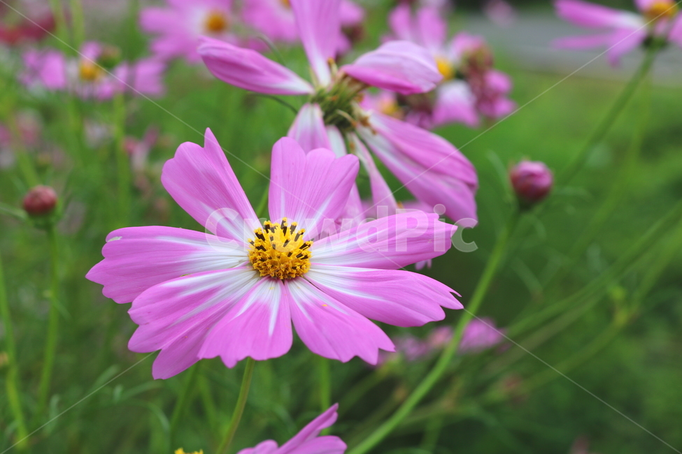 꽃,코스모스,코스모스꽃,식물,국화과,가을,식물,자연,plants,nature,꽃,flower