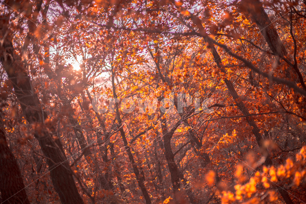 철마산,산,숲,가을,자연,빛,단풍,가을,계절,fall,autumn,season,자연,풍경,nature,landscape,leaf,잎,plant,식물,tree,나무,maple