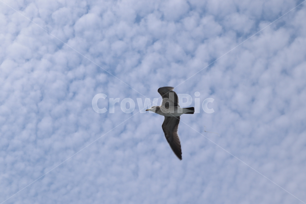 갈매기,하늘,구름,새,animal,bird,flying,동물,날개,나는,동물,animal,조류,새,birds