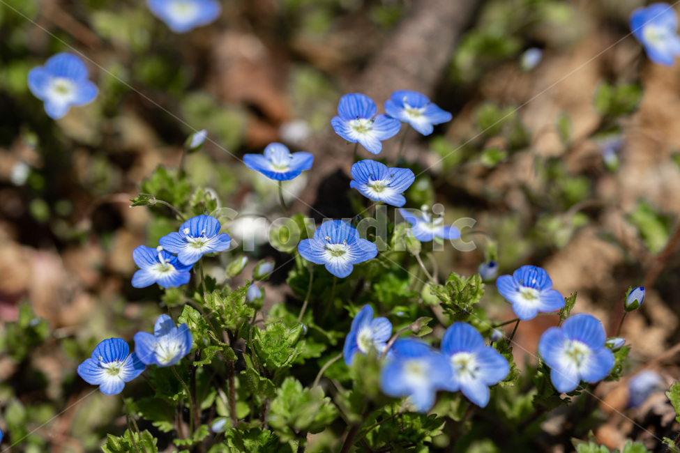 봄까치꽃,꽃,개불알꽃,큰개불알꽃,잔디꽃,봄꽃,풀꽃,식물,자연,plants,nature,꽃,flower