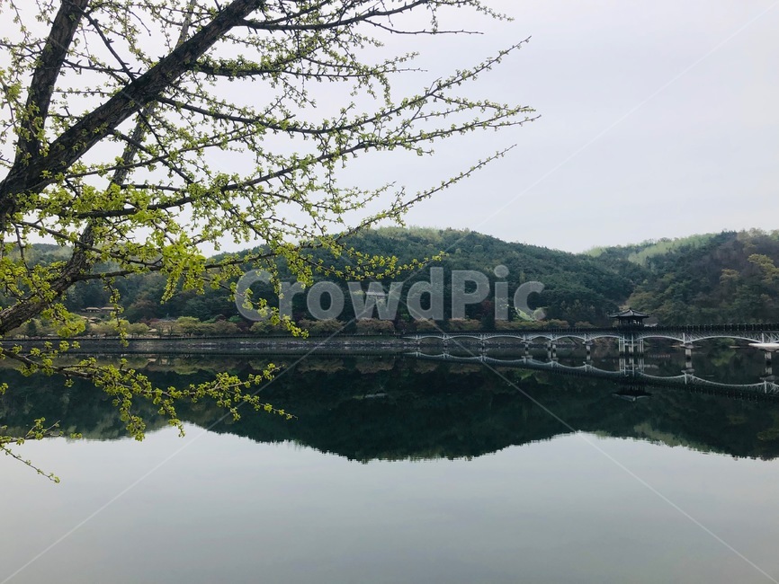 월영교,안동,호수,다리,강가,낙동강,월영정,안동관광,강변,산,나무,풍경,아침,대칭,반사,강가풍경,호수풍경,한국적,고즈넉,고요,lake,forest,riverside