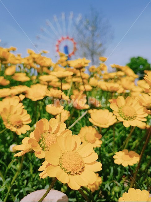 plant,식물,노란색꽃,자연,꽃,flower,식물,자연,plants,nature,꽃,flower