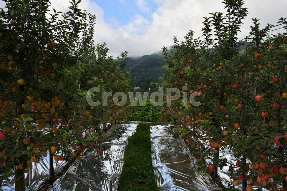 사과,과일,음식,plant,apple,과수원,식품,농업,농사,agriculture,farming,farming industry