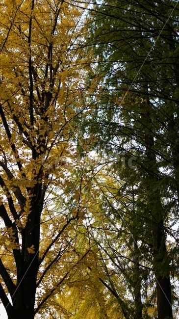 나무,은행나무,대칭,가을,메타세콰이어,가을,계절,fall,autumn,season,식물,자연,plants,nature,나무,trees,wood,tree,plant,tree trunk,나무 줄기