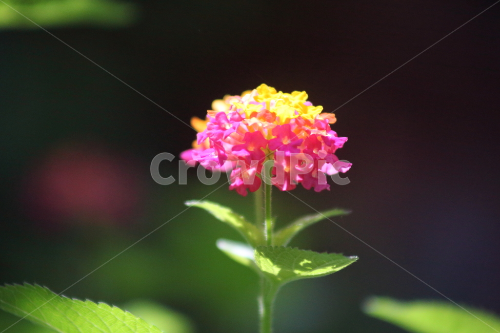 란타나,칠변화,꽃,식물,lantana
