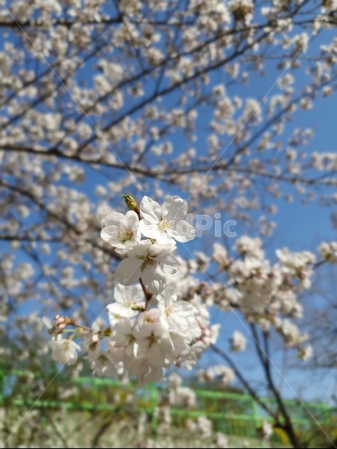 벚꽃,벚꽃축제,벚꽃엔딩,벗꽃,봄
