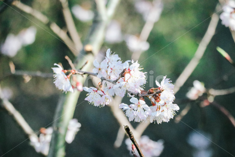 plant,flower,식물,꽃,blossom,벚꽃,매화,봄,여름,봄,계절,spring,season,식물,자연,plants,nature,꽃,flower