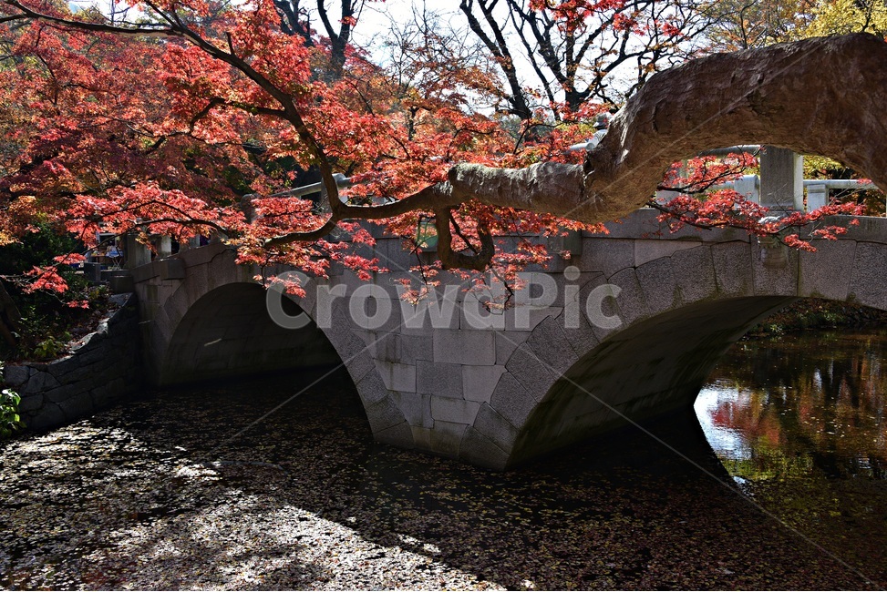 선운사도솔천,도솔천,선운사,선운사단풍,가을단풍,감성,가을풍경,landscape,scenery,view,autumnscene,돌다리,가을,계절,fall,autumn,season,tree,나무,plant,식물