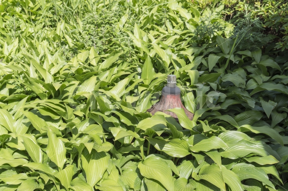 식물,빛,그림자,숨바꼭질,소화전,식물,자연,plants,nature