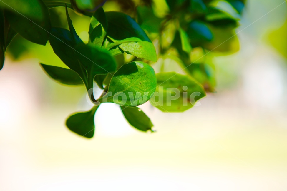 풀잎,초록,배경,앞사귀,가을,식물,자연,plants,nature