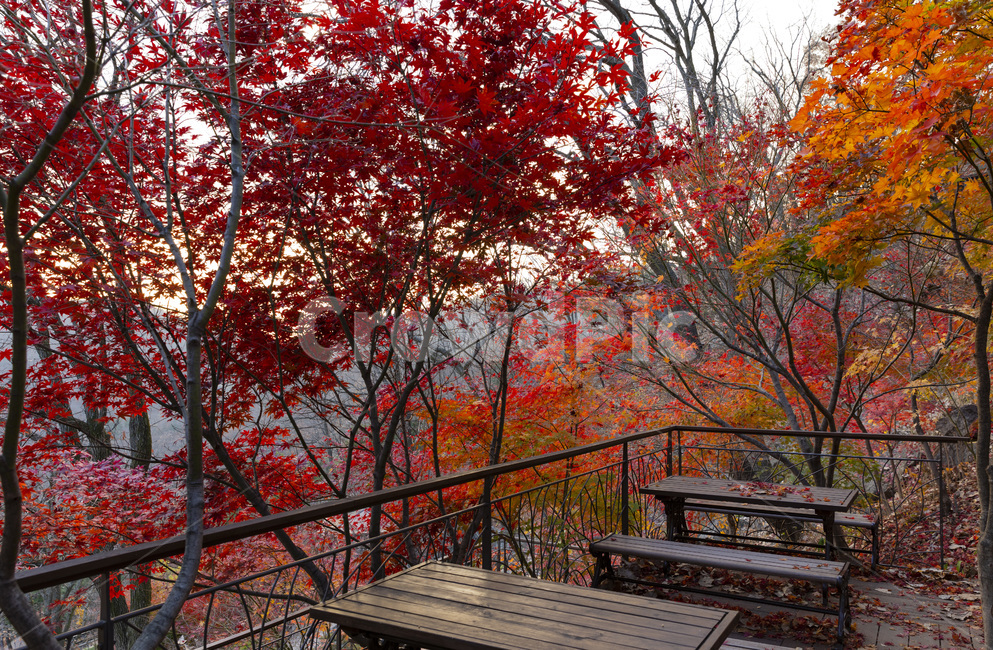 공원,가을,단풍,의자,분위기,감성,붉은단충,가을,계절,fall,autumn,season,tree,나무,plant,식물