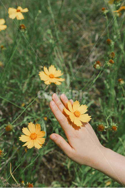 자연,식물,꽃,감성사진,노란색,금계국,봄,손,flower,식물,자연,plants,nature,꽃,flower,사람,인물,인간,human,person,신체일부,몸,body,감성,sensible,feeling