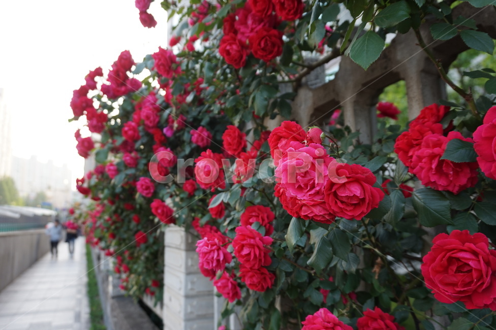 화단,장미,골목길,봄꽃,장미꽃,식물,flower,꽃,blossom,rose,길거리,골목,울타리,거리