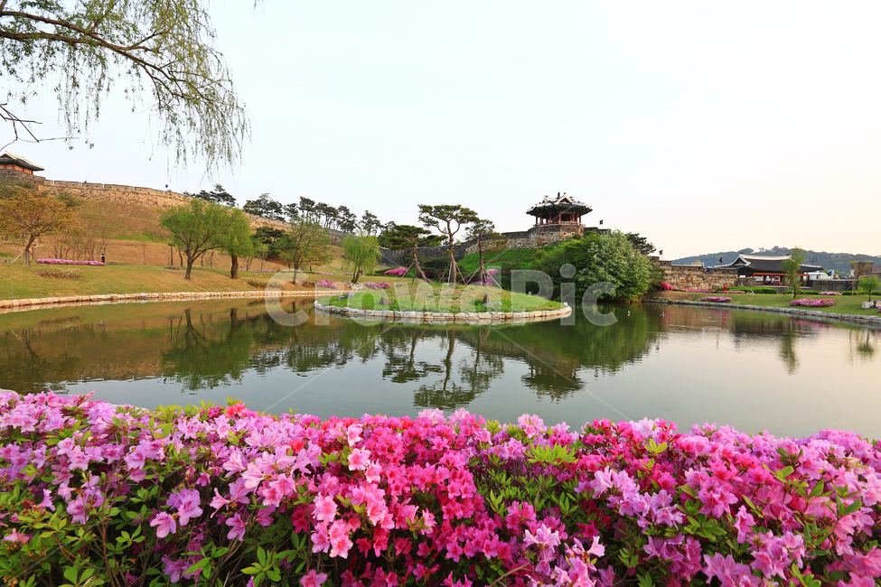 경기,수원,수원화성,화성행궁,building,건물,architecture,건축물,outdoors,옥외,nature,자연,철쭉,철쭉꽃,봄,계절,water,물