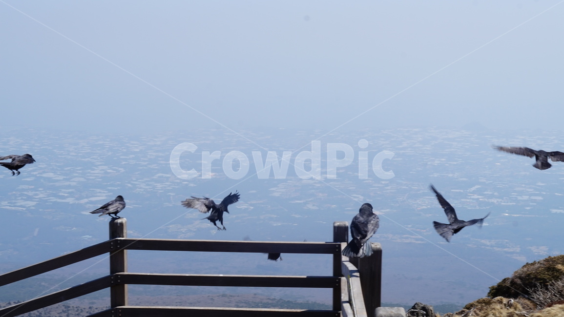 한라산,새,일자,bird,animal,동물,겨울,등산,등반,산