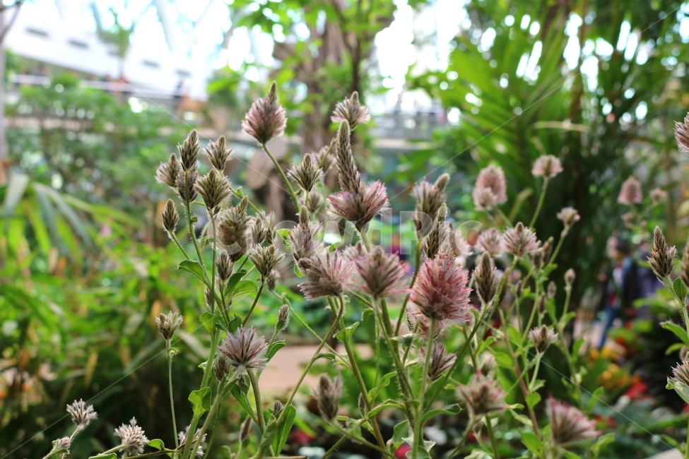 프틸로투스,꽃,프틸로투스꽃,비름과,식물,자연,식물원,식물,자연,plants,nature,꽃,flower