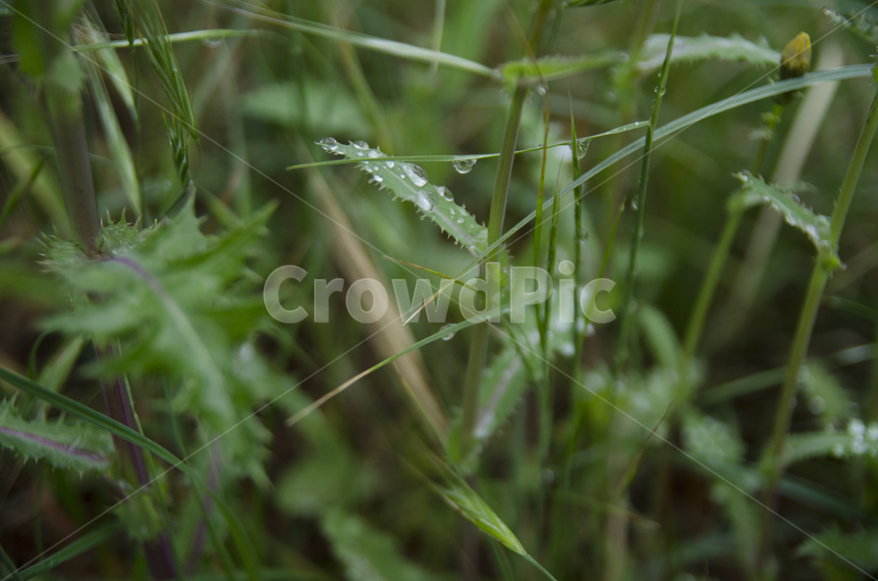 식물,자연,그린,물,흙,이슬,비,상쾌한,시원한,식물,자연,plants,nature