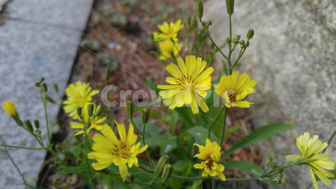 노랑선씀바귀,노랑꽃,노랑색,꽃,식물,계절,배경,감성,yellowflower,yellow,flower,plant,season,background,emotional