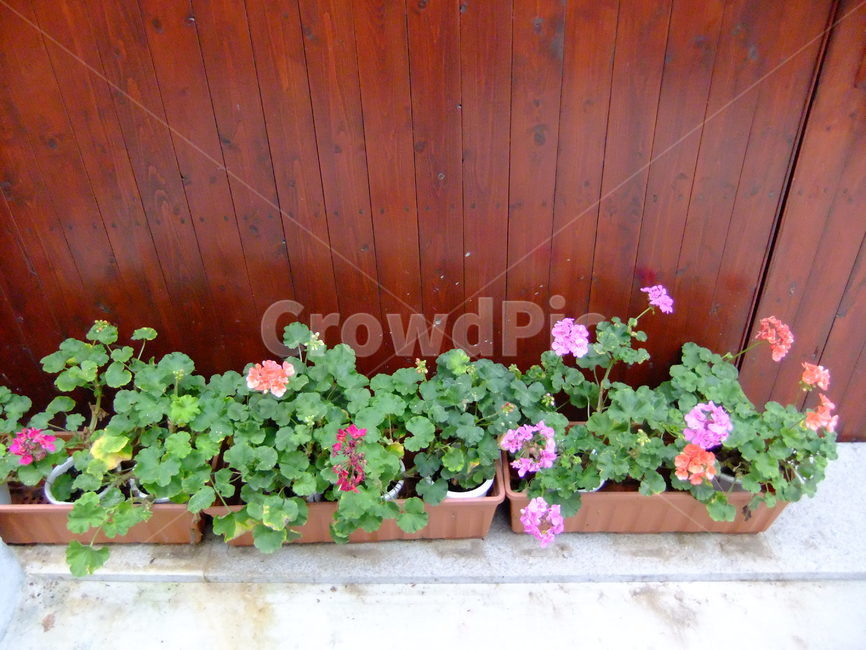 꽃,화분,나무,나무화분,식물,원예,실내용화초,화분,화초,house plant