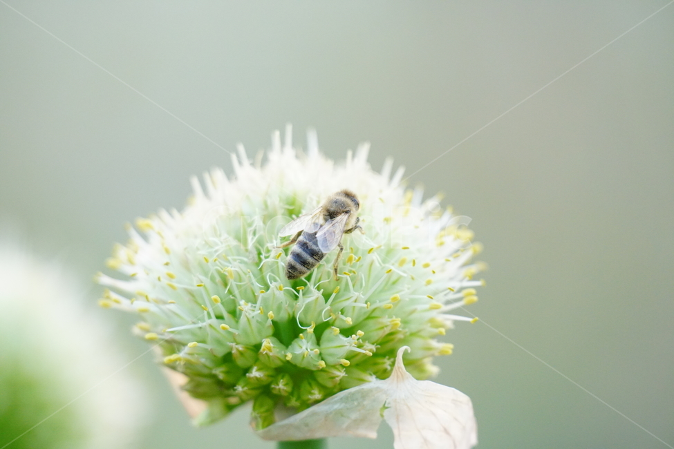 파,파꽃,꽃,꽃사진,플라워,flower,자연,nature,풍경,landscape,식물,야채,채소,plant,plants,flowers,vegetable,재배,생산,밭,밭농사,채소밭,야채밭,벌,꿀벌,말벌,곤충,벌레,honey,bee,식물,자연,plants,nature,꽃,flower,동물,animal,곤충,벌레,insect,bug,감성,sensible,feeling