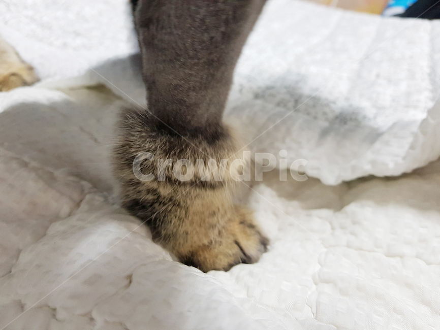 고양이,고양이발,고양이미용,반려묘,일상