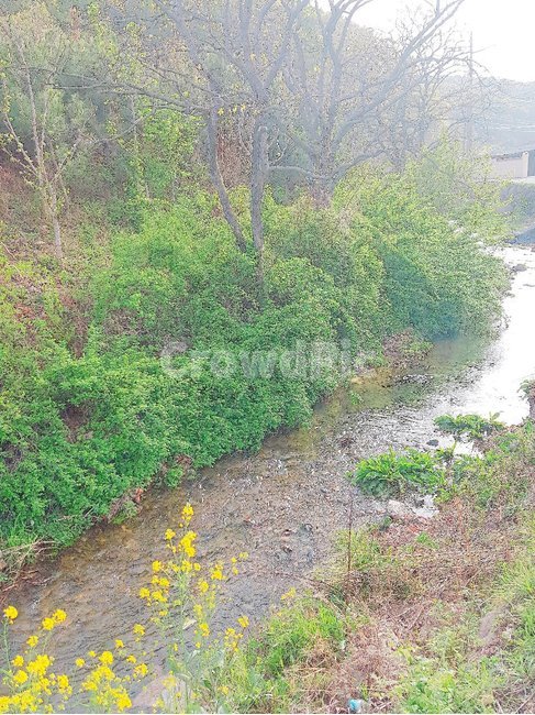 plant,식물,bush,vegetation,부시,초목,dirtroad,흙길,gravel,자갈,road,도로