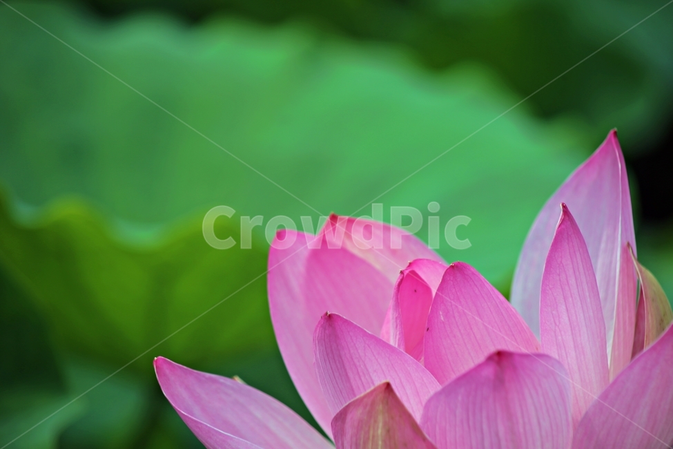 연꽃,연잎,영원회귀,고요,인연,식물,자연,plants,nature,꽃,flower