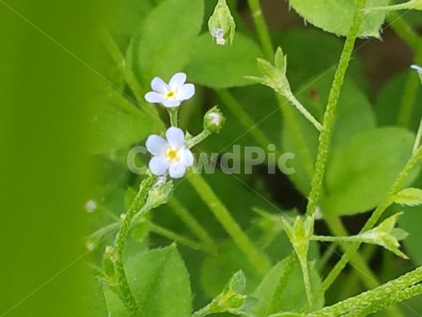 야생화,plant,식물,blossom,꽃,flower,geranium,제라늄