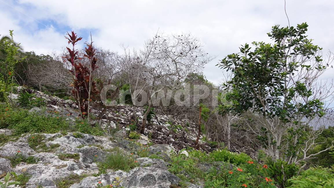 자연,nature,bush,수풀,forest,tree