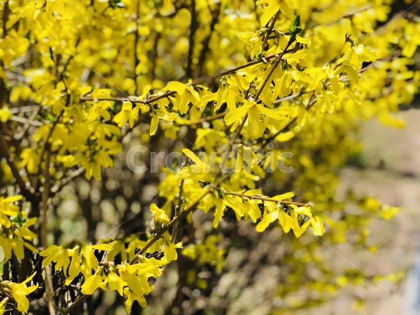 leaf,잎,식물,개나리,봄,봄날,flower,spring,꽃,forsythia,plant,나무,tree,yellow