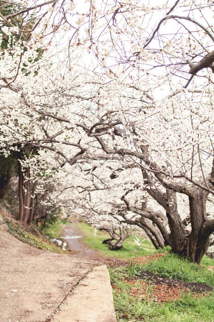 매화,꽃,봄,감성,따뜻한,flower,spring,korea,warm,nature,자연,outdoors,옥외,plant,식물,산책,정원,garden,walk