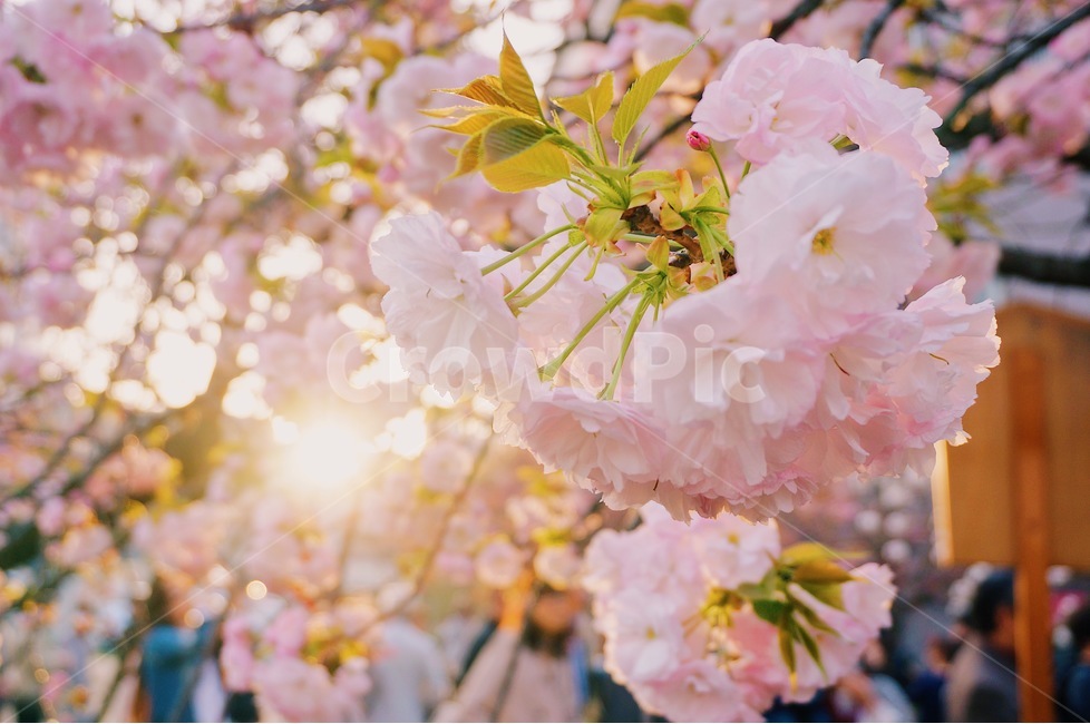 봄,벚꽃,체리블라썸,사쿠라,감성사진,spring,flower,nature,season,꽃핑크,봄꽃,cherryblossomes,자연,벚꽃나무,식물,계절,핑크,벚나무,개화,봄,계절,spring,season,식물,자연,plants,nature,꽃,flower,감성,sensible,feeling,plant