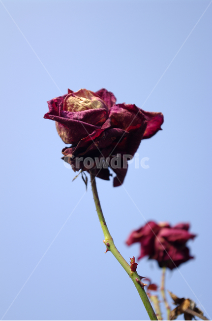 장미,하늘,꽃,flower,식물,plant,식물,자연,plants,nature,꽃,flower