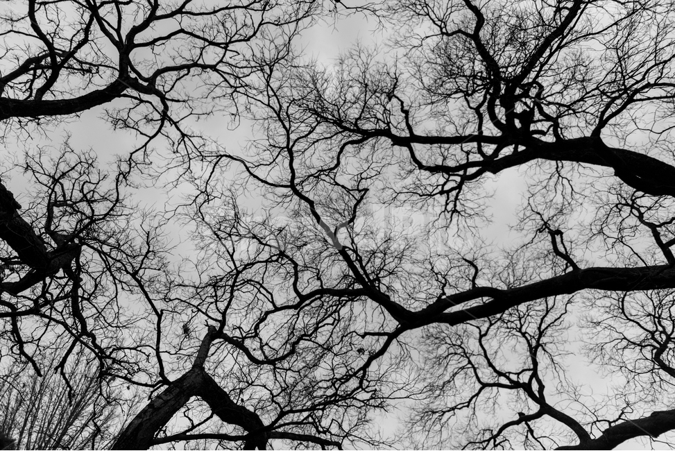 나무,하늘,흑백,흑백사진,두통,고통,겨울,계절,winter,season,식물,자연,plants,nature,나무,trees,wood,흑백,모노톤,monochrome,black and white