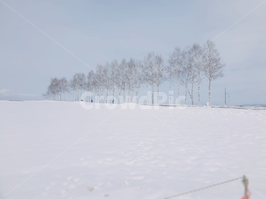 삿포로,눈,비에이,나무,흰,하얀,겨울,계절,winter,season,자연,풍경,nature,landscape,storm,폭풍,outdoors,옥외,snow,blizzard,눈보라,weather,날씨