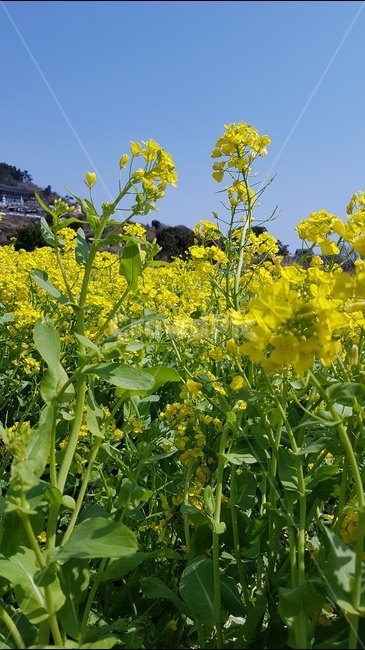 유채,꽃,하늘,노랑,봄,여행,제주,감성,봄,계절,spring,season,식물,자연,plants,nature,꽃,flower,field,들