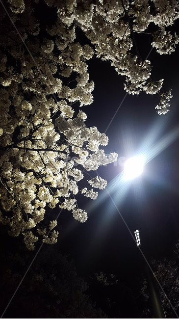 벚꽃,나무,야경,저녁,가로등,식물,자연,plants,nature,꽃,flower