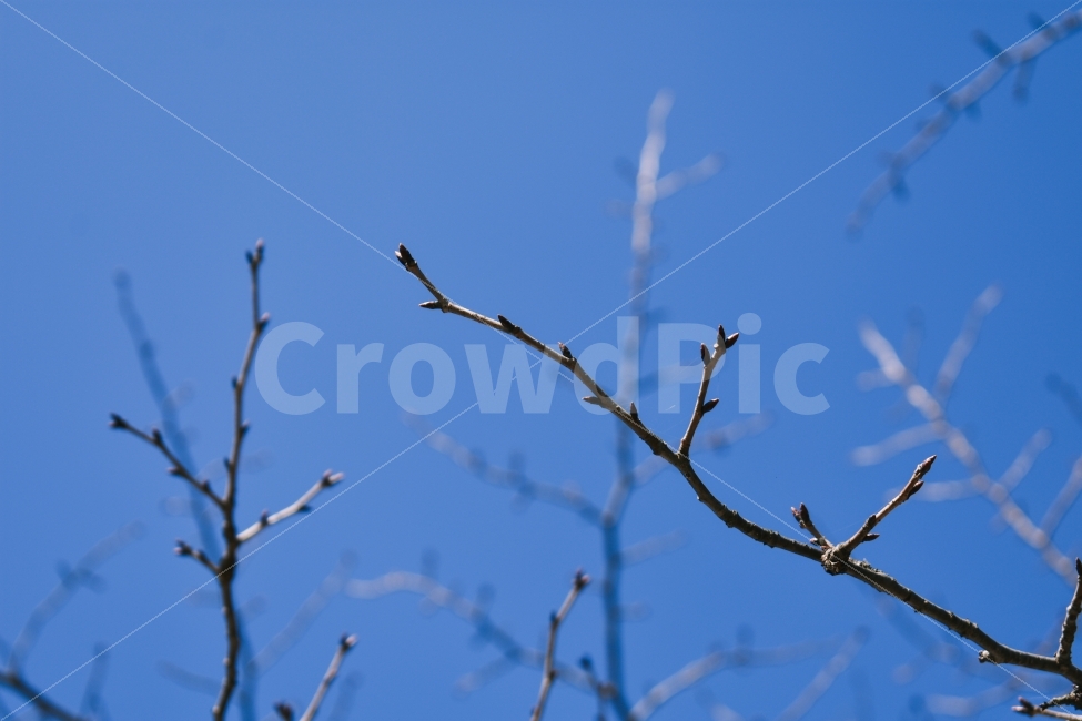 겨울,나무가지,나무,사진,자연,니콘,식물,자연,plants,nature,나무,trees,wood