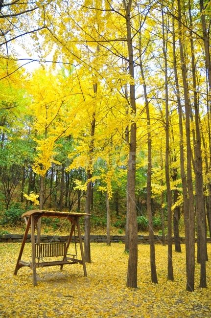 가을,은행나무,서울숲,의자,은행잎,노란색,구름,비,서울,숲,autumn,trees,yellow,ginkgotrees,leaves,cloudy,rainy,forrest,seoul,가을,계절,fall,autumn,season,식물,자연,plants,nature,나무,trees,wood,tree,plant