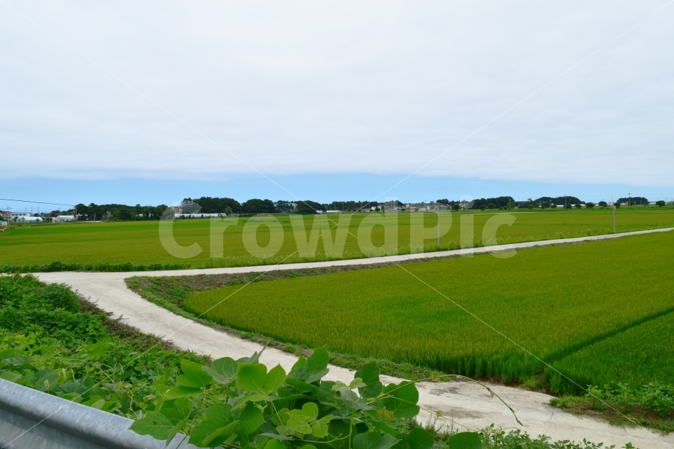 논,여름,시골,벼,논길,길,덩쿨,자연,풍경,nature,landscape,시골,마을,country,rural,town,field,들,outdoors,옥외,grassland,목초지